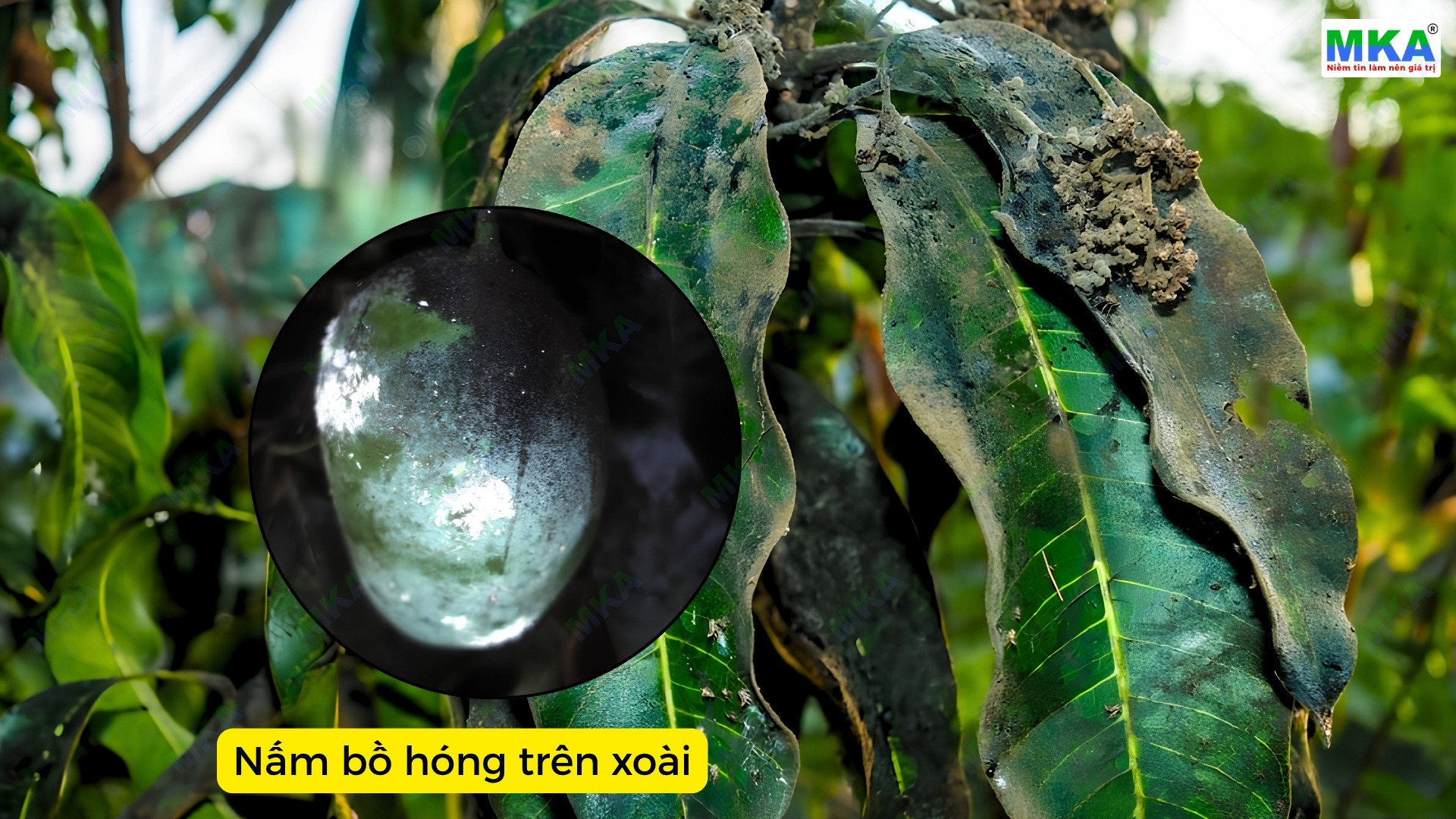 Nấm bồ hóng trên xoài